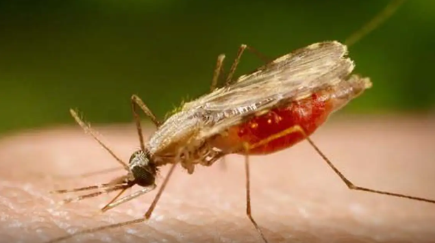 Cientistas da Fiocruz podem produzir vacina completa contra a malária
